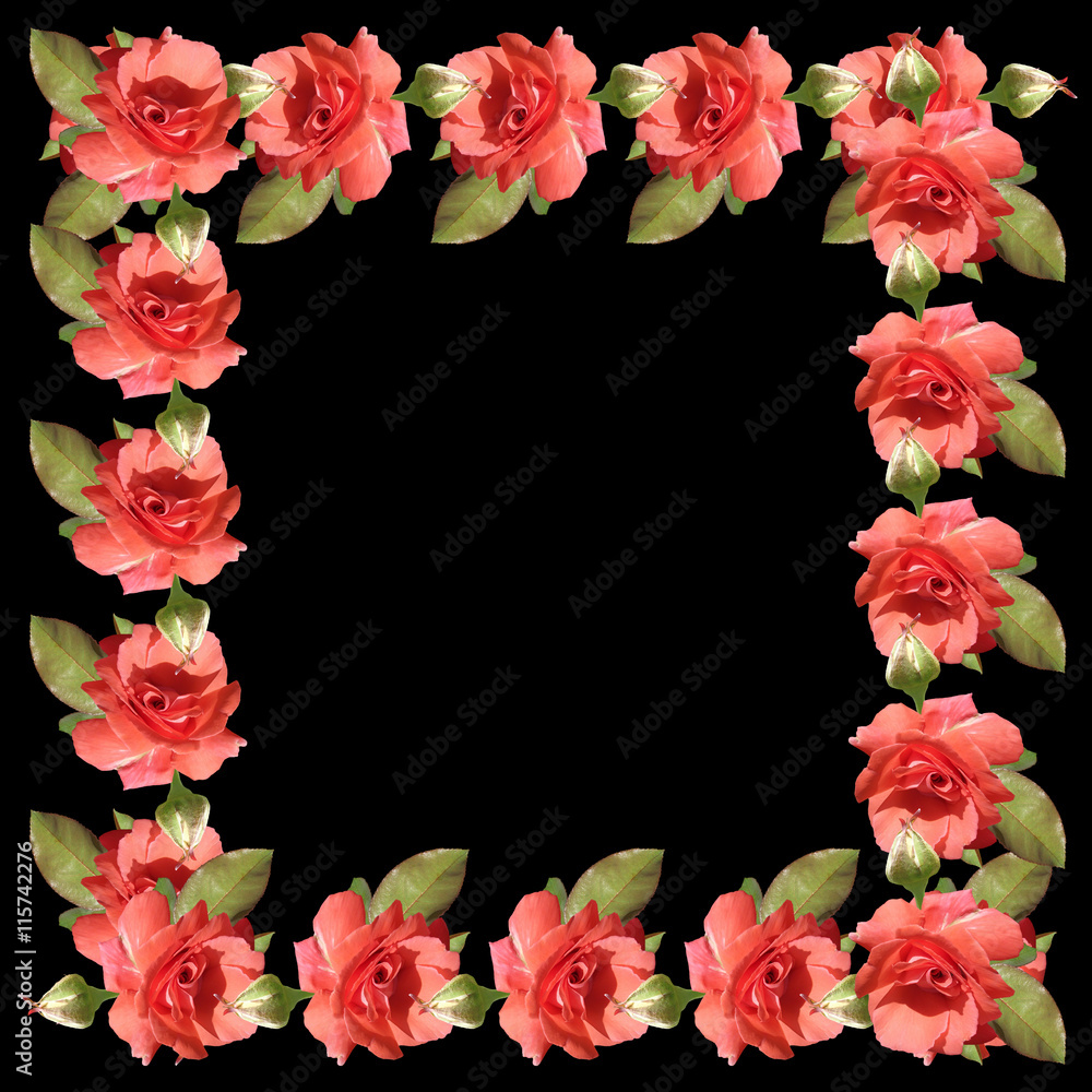 Delicate floral pattern of isolated coral roses Delicate floral pattern of isolated coral roses