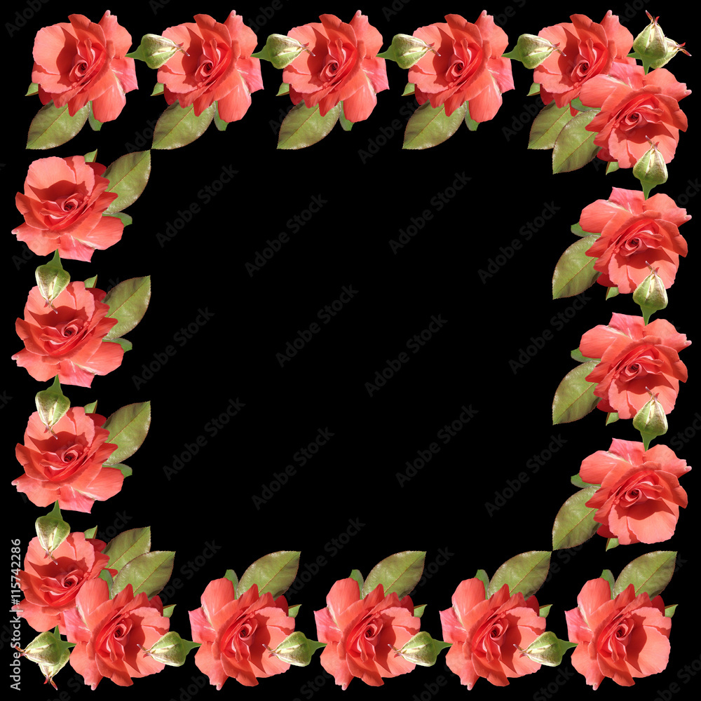 Delicate floral pattern of isolated coral roses  