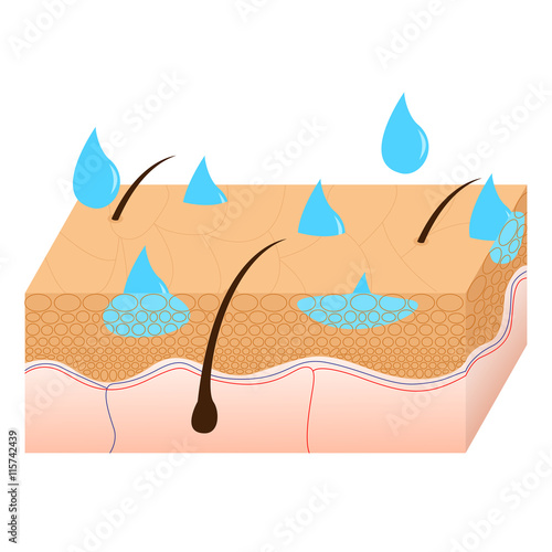 Skin hydration sectional view.
