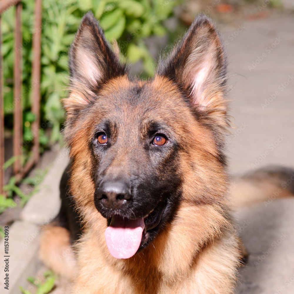 CLose-up portrait of Young Fluffy Dog Breed German Shepherd lying in the garden outdoor. CLose-up portrait of Young Fluffy Dog Breed German Shepherd lying in the garden outdoor.