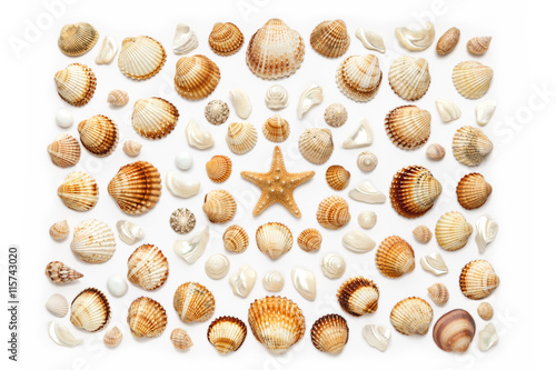 composition of exotic sea shells and starfish on a white background.