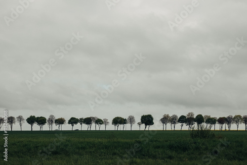 Row of trees in field (ID: 115743088)