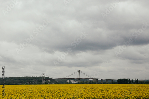 Field of yellow crops, bridge in background (ID: 115743092)