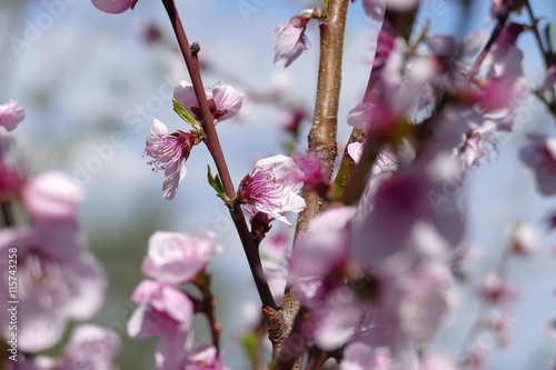 Kirschblüte