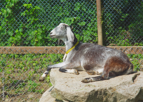 gray goat on a rock relaxing in the sun into enclosure with green trees