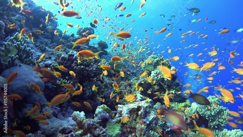 Tropical Fish on Vibrant Coral Reef