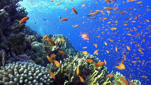 Tropical Fish on Vibrant Coral Reef