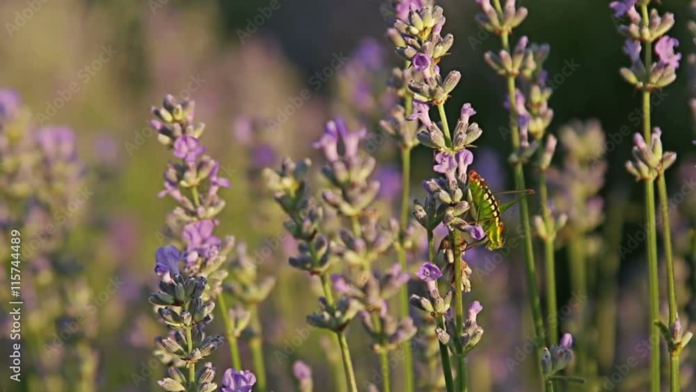 Honey Bees and grasshoppers flying and sitting on lavender flower Honey Bees and grasshoppers flying and sitting on lavender flower