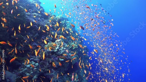 Tropical Fish on Vibrant Coral Reef