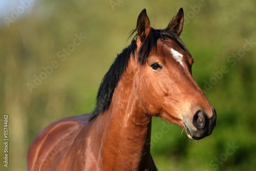Fototapeta Naklejka Na Ścianę i Meble -  Portrait d'un cheval