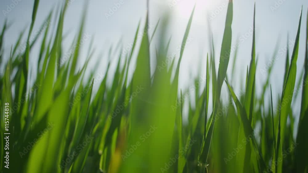 CLOSE UP: Green wheat leaves swinging in the wind CLOSE UP: Green wheat leaves swinging in the wind