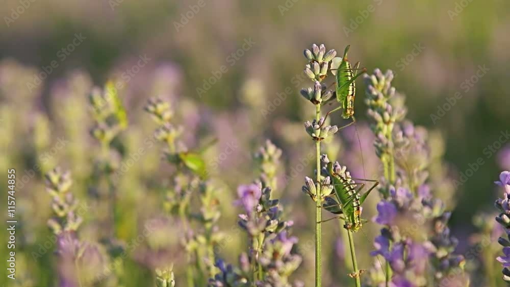 Honey Bees and grasshoppers flying and sitting on lavender flower Honey Bees and grasshoppers flying and sitting on lavender flower
