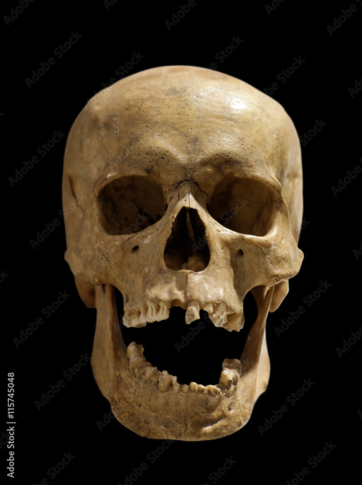 skull skull