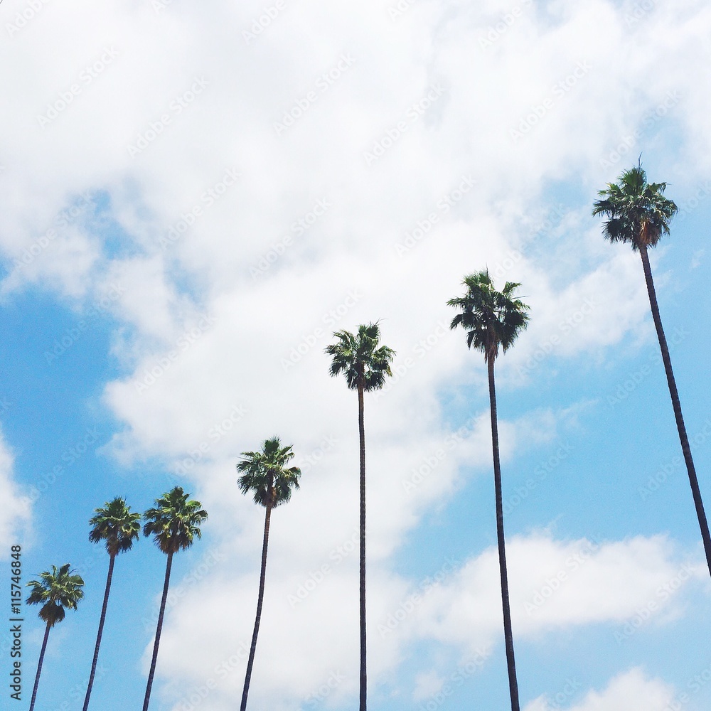 Obraz premium palm trees in a row