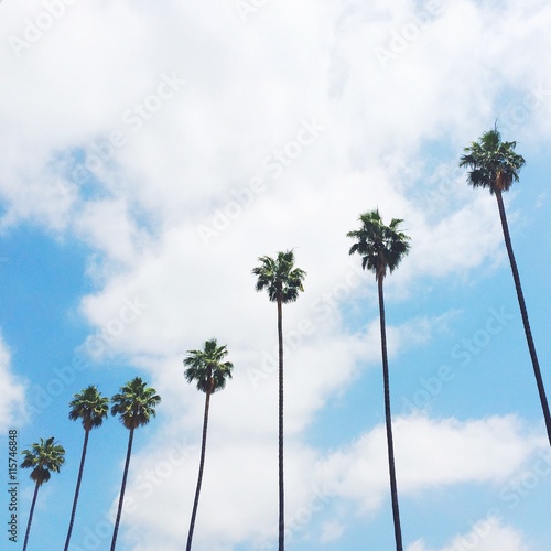 palm trees in a row