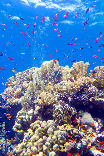 Fototapeta Naklejka Na Ścianę i Meble -  colorful coral reef with exotic fishes anthias in tropical sea 