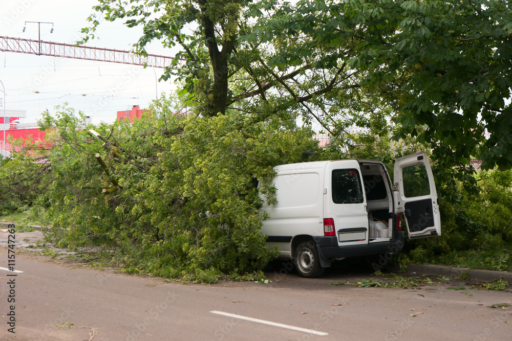 Obraz premium tree lying the car on street.