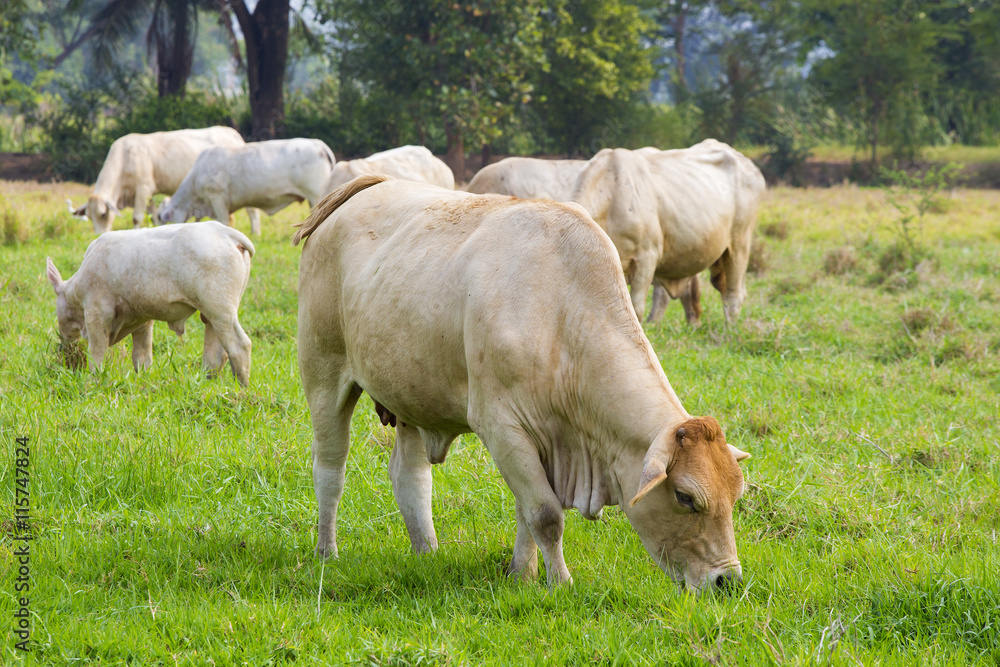 cows grazing in green pastures with their herds. cows grazing in green pastures with their herds.