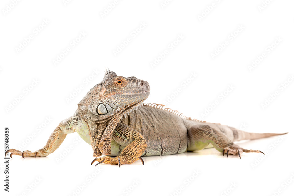 Obraz premium Iguana