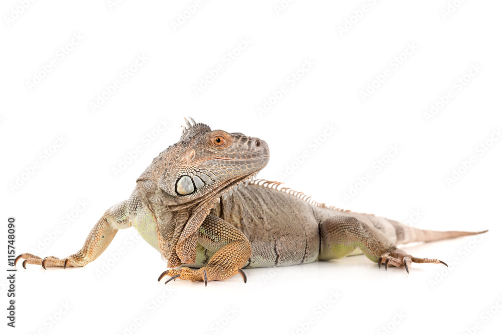 Obraz premium Iguana
