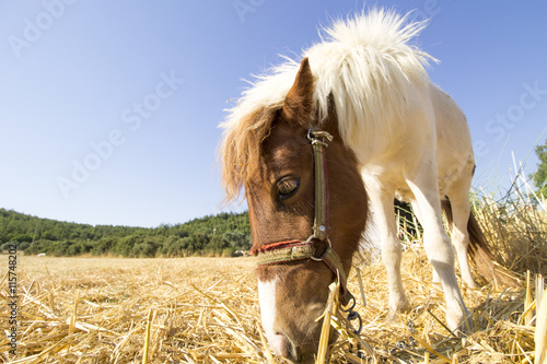 grazing pony