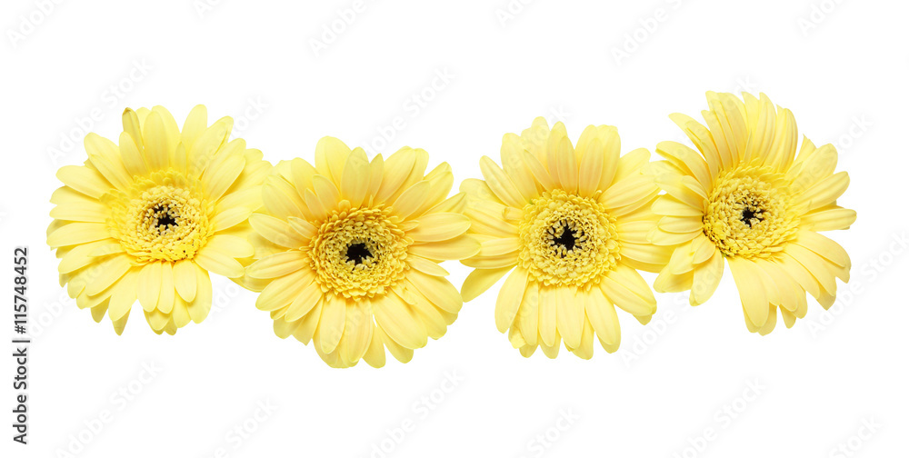 Naklejka premium ガーベラ