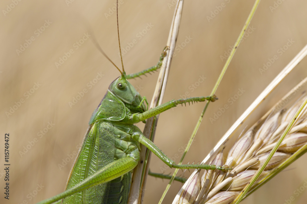 Big green Grasshopper on the Corn Spike, Macro View Big green Grasshopper on the Corn Spike, Macro View