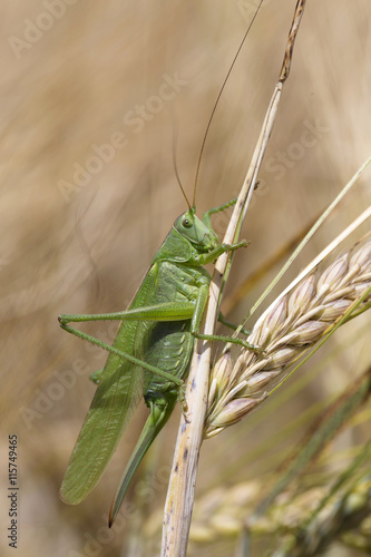 Big green Grasshopper on the Corn Spike, Macro View