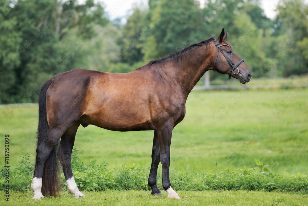 beautiful horse standing outdoors in summer beautiful horse standing outdoors in summer