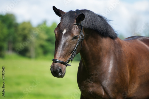 dark brown horse portrait outdoors