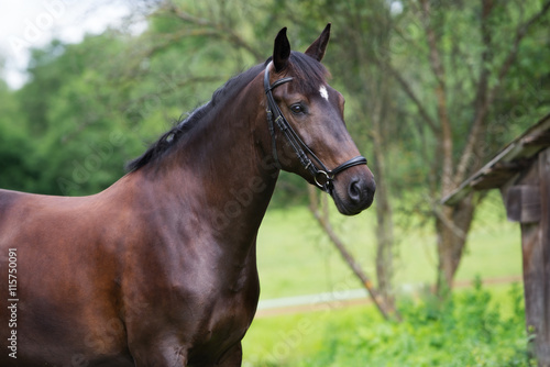 dark brown horse portrait outdoors © otsphoto