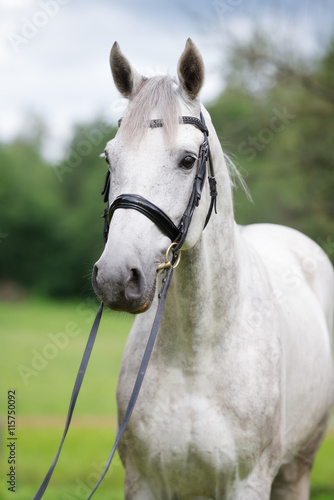 beautiful horse outdoors in summer