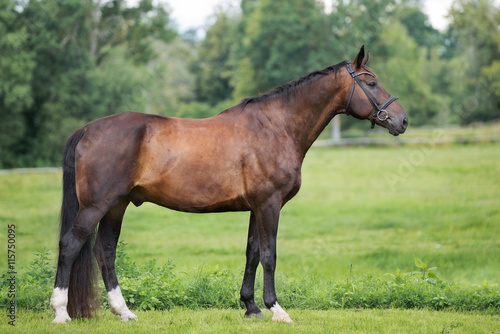 beautiful horse standing outdoors in summer © otsphoto