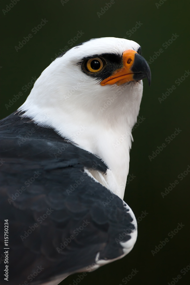 Fototapeta premium Retrato de un √°guila viuda (Spizaetus melanoleucus)