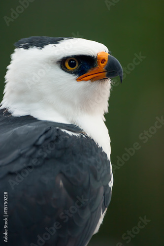 Retrato de un águila viuda (Spizaetus melanoleucus)