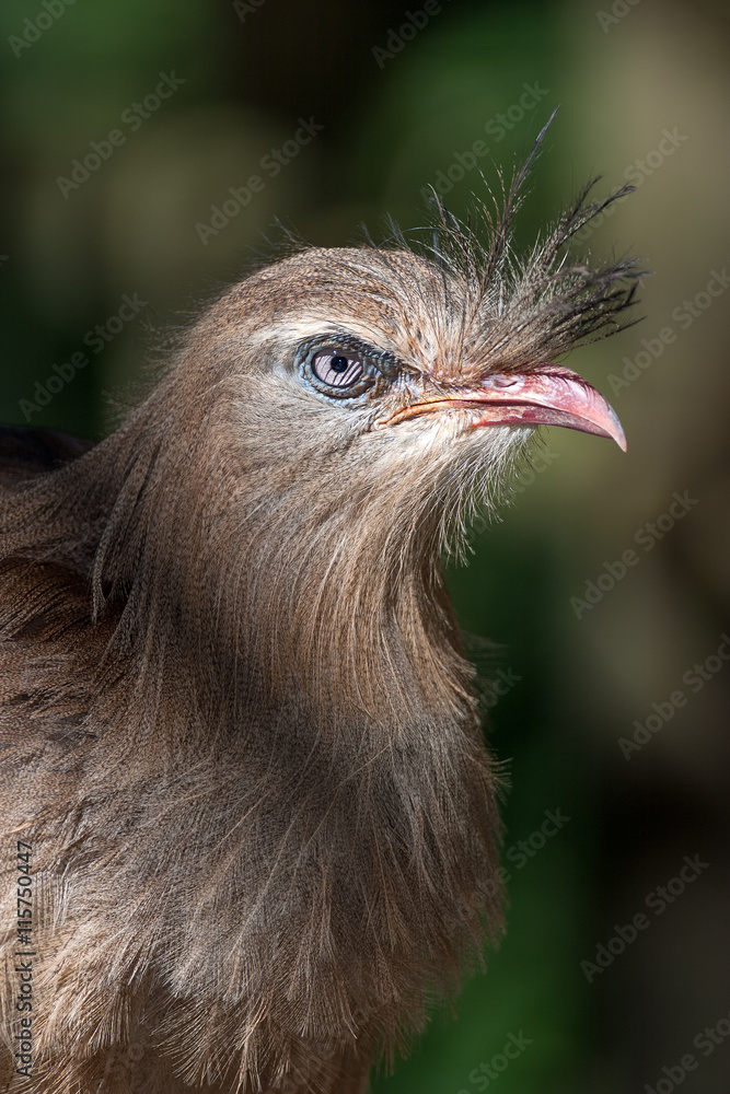 retrato de chuña patas rojas (Cariama cristata)
