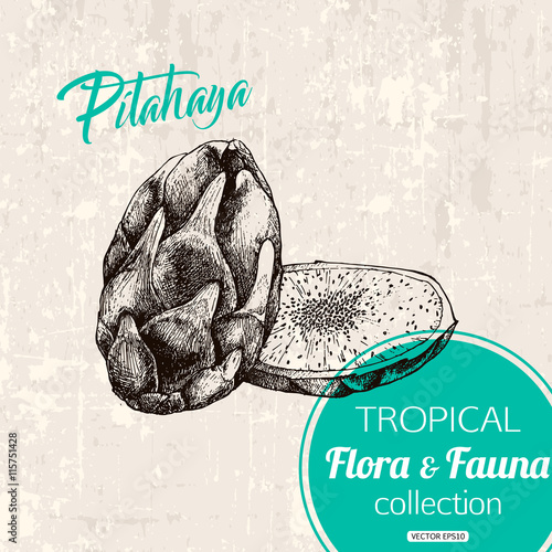 Exotic tropical fruit pitahaya hand drawn illustration, vector eps 10 format.