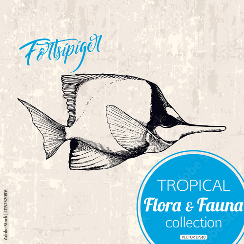 Exotic tropical fish forcipiger hand drawn illustration. Tropic fauna, vector eps 10 format. photo