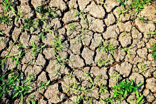 Bright green grass popping through the cracked by drought, soil