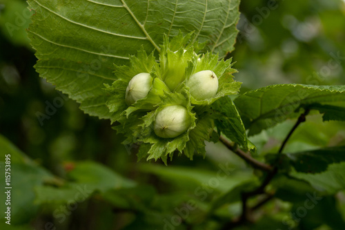 Unripe hazelnut on the branch of the tree