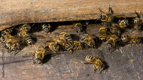 Bienen im Bienenhaus