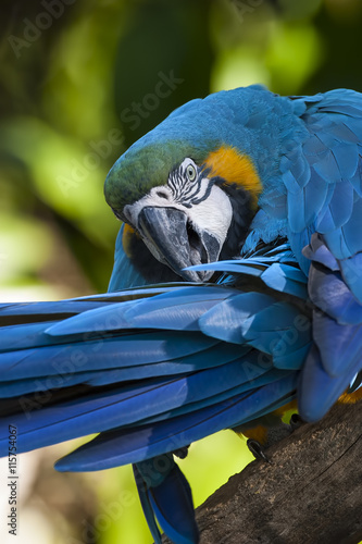 Retrato de un guacamayo azul y amarillo (Ara ararauna) posado en un tronco