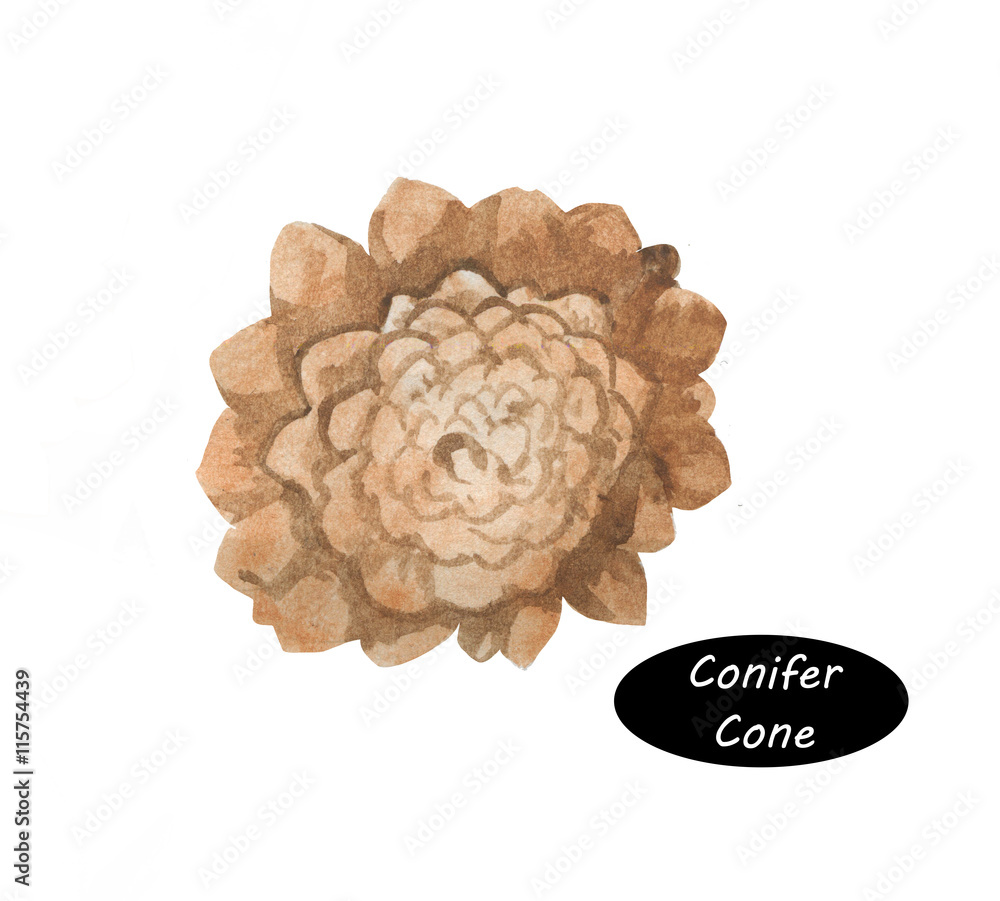 Watercolor illustration of conifer cones on white background Watercolor illustration of conifer cones on white background