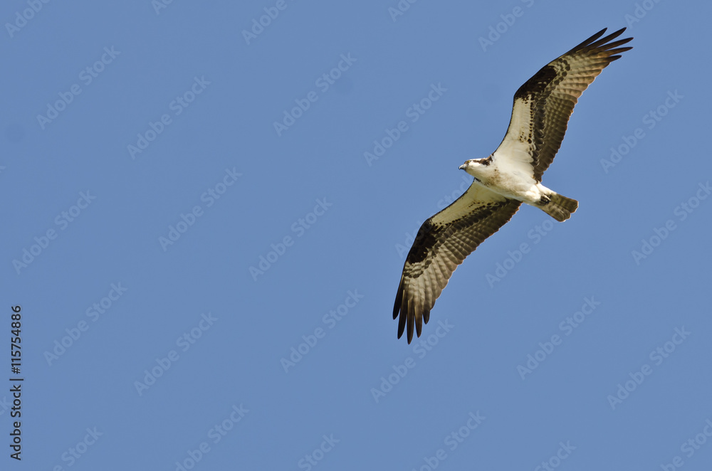 Osprey Soaring High in a Clear Blue Sky