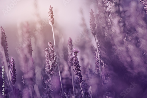 Flores de Lavanda