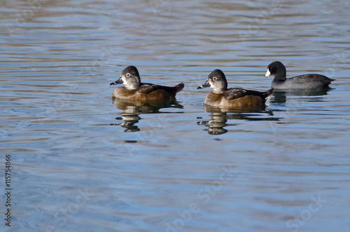 Two Female Ring-Necked Ducks Swimming in the Still Pond Waters