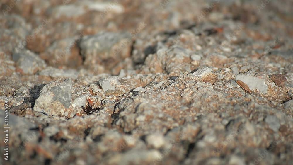 Closeup Ants Transfer Food to the Nest at Dawn Closeup Ants Transfer Food to the Nest at Dawn