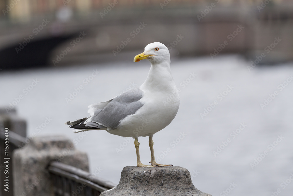 Seagull on a granite parapet River in Saint-Petersburg Seagull on a granite parapet River in Saint-Petersburg