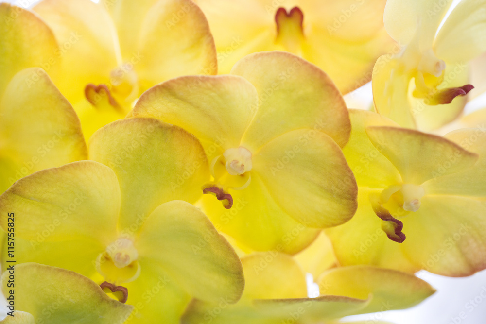 Yellow orchid Yellow orchid