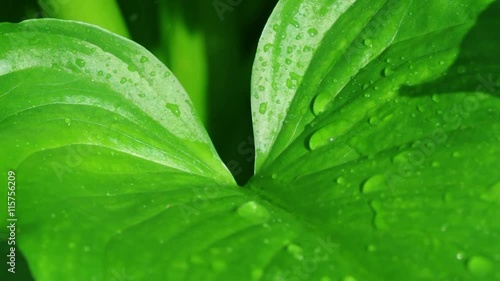 エコイメージ・葉と雫